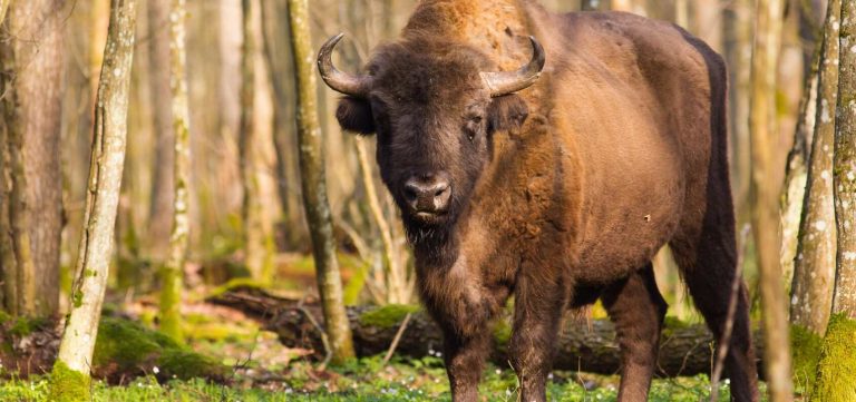 European bison in Bialowieza